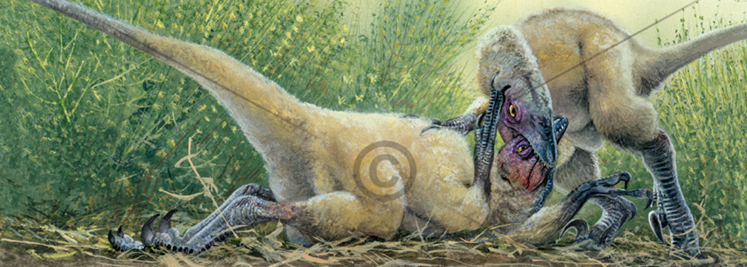 'Play Biting' Two Velociraptor chicks fight amongst an ephedra[mormon tea] grove