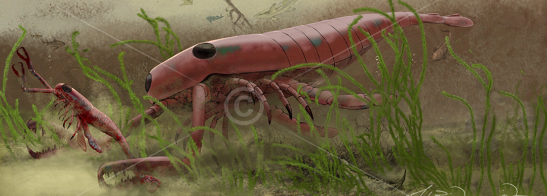 An adult sea scorpion Jaekelopterus attacks a juvenile of the same speicies. Cannibalism may have included possible feeding behavour.